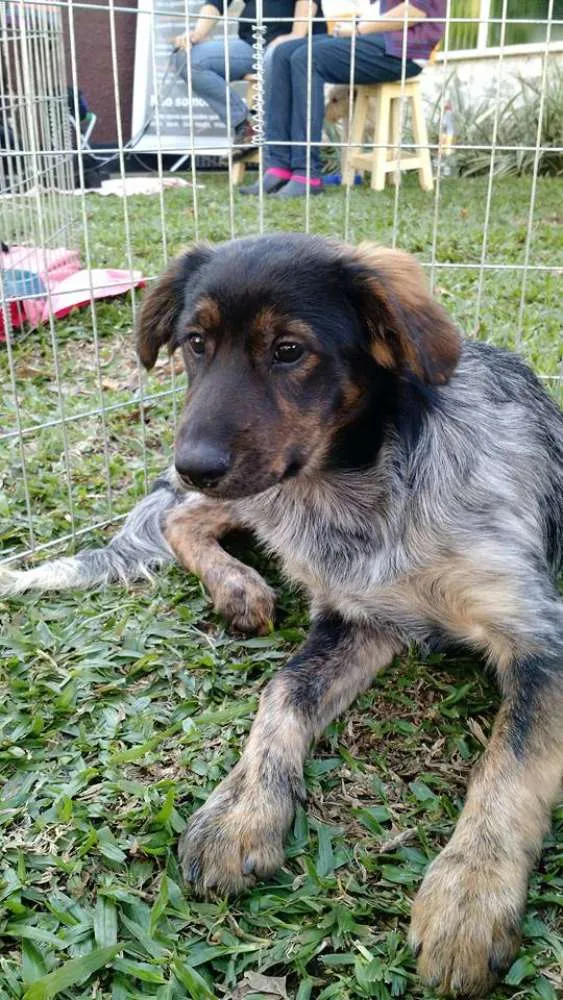 Cachorro ra a Srd idade 2 a 6 meses nome Tangerina