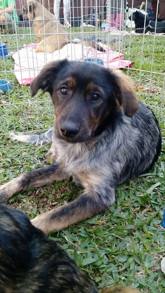 Cachorro ra a Srd idade 2 a 6 meses nome Tangerina