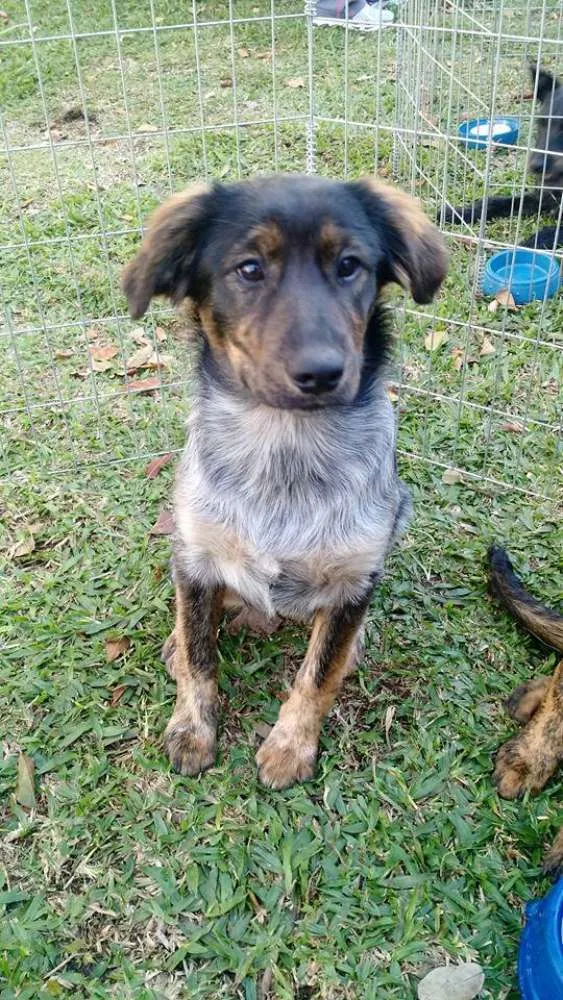 Cachorro ra a Srd idade 2 a 6 meses nome Tangerina