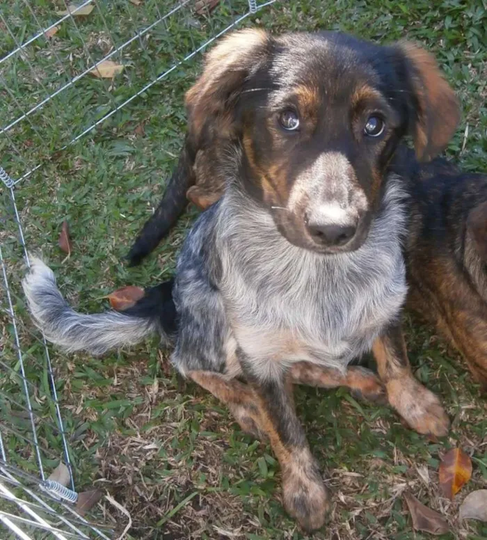 Cachorro ra a Srd idade 2 a 6 meses nome Tangerina