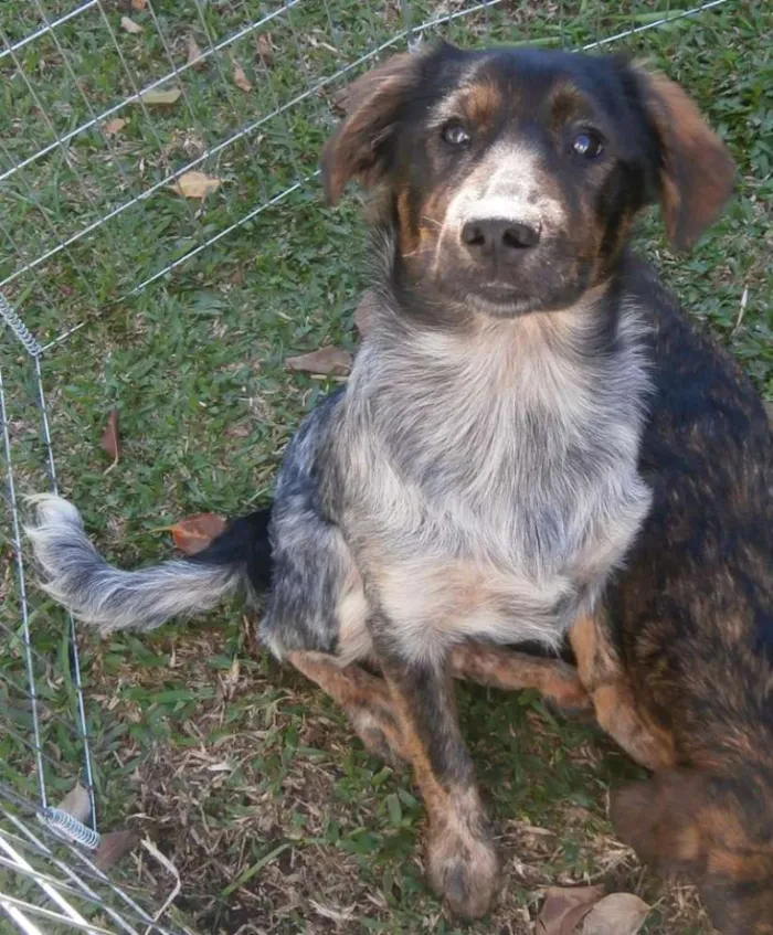 Cachorro ra a Srd idade 2 a 6 meses nome Tangerina