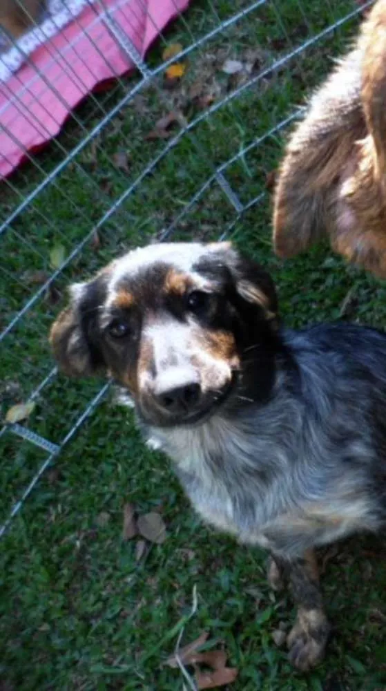 Cachorro ra a Srd idade 2 a 6 meses nome Tangerina