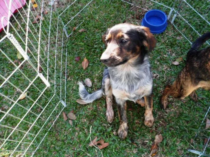 Cachorro ra a Srd idade 2 a 6 meses nome Tangerina