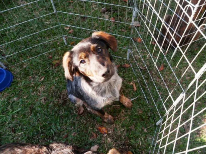 Cachorro ra a Srd idade 2 a 6 meses nome Tangerina