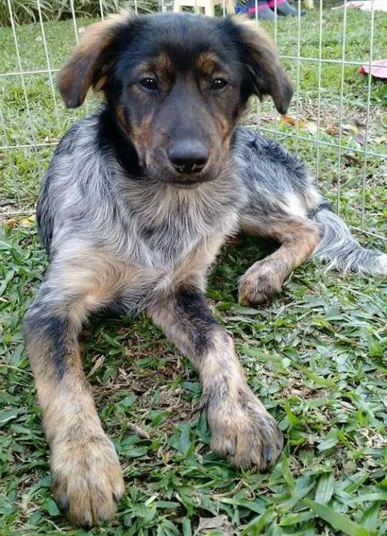 Cachorro ra a Srd idade 2 a 6 meses nome Tangerina