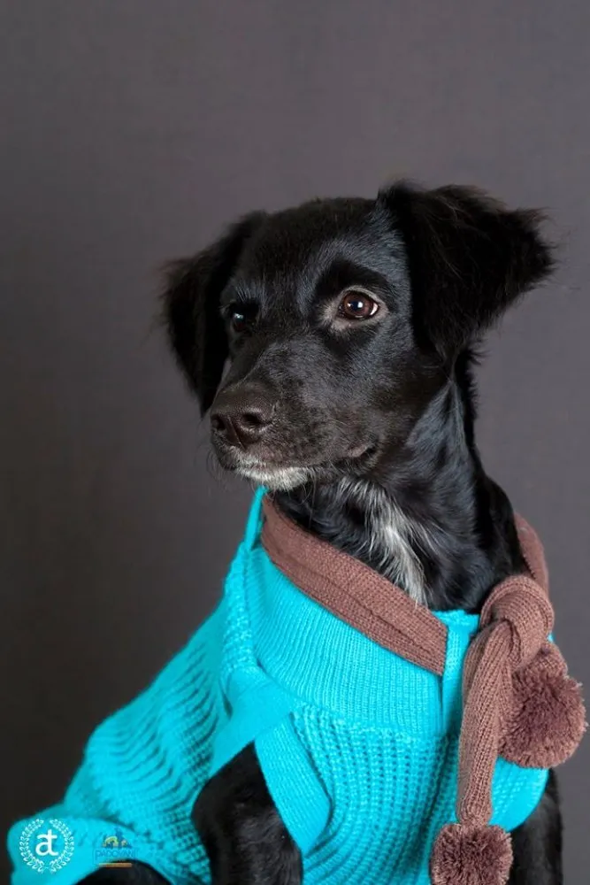 Cachorro ra a SRD idade 7 a 11 meses nome Jiló
