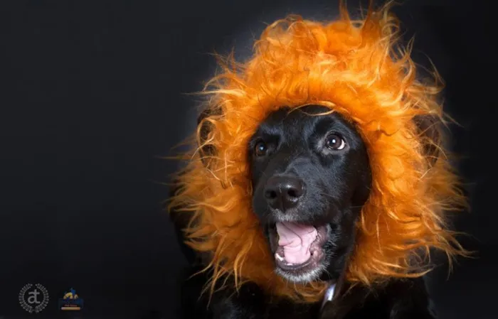 Cachorro ra a SRD idade 7 a 11 meses nome Jiló