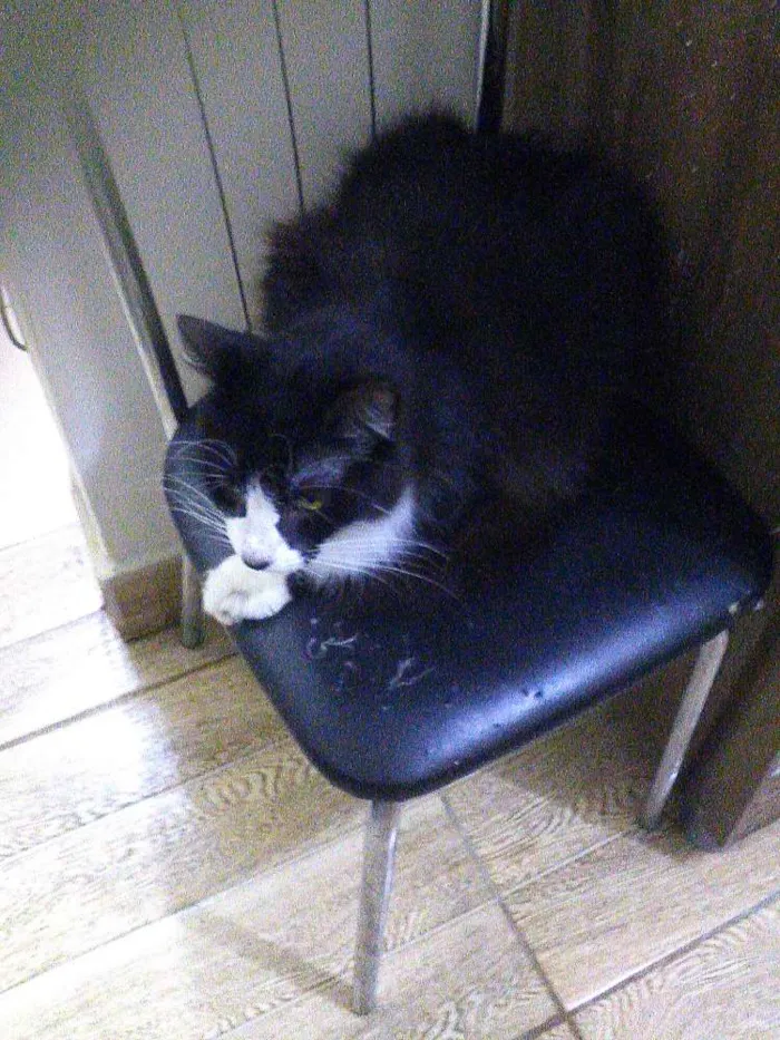 Gato raça Brasileira idade 4 anos nome Frajola