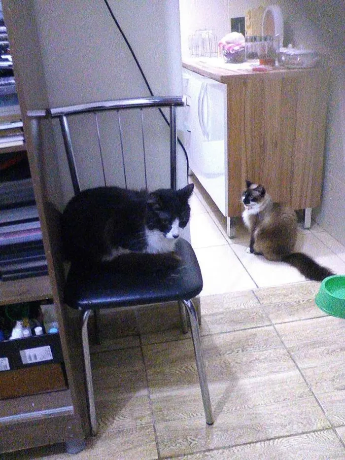 Gato raça Brasileira idade 4 anos nome Frajola