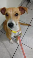 Tutuco