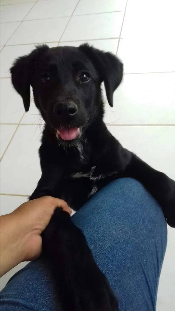 Cachorro ra a  idade 7 a 11 meses nome Amora