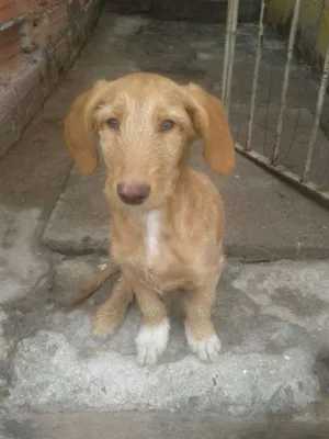 Cachorro raça Vira lata idade 2 a 6 meses nome Dog