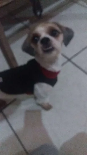 Cachorro raça Lhasa apso idade 1 ano nome Peppa