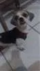 Cachorro raça Lhasa apso idade 1 ano nome Peppa