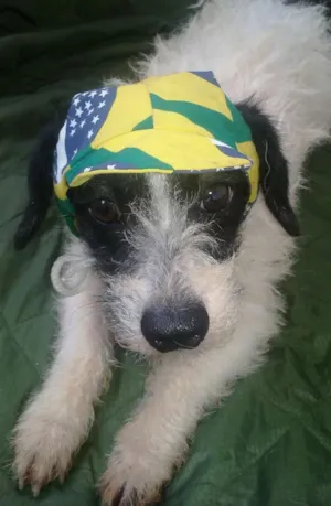 Cachorro raça SRD idade 1 ano nome Zorro