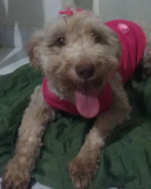 Cachorro raça SRD idade 1 ano nome Mel