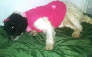 Cachorro raça SRD idade 7 a 11 meses nome Mimosa