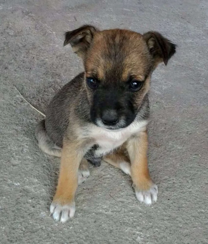 Cachorro ra a Desconhecida idade Abaixo de 2 meses nome Filhotes