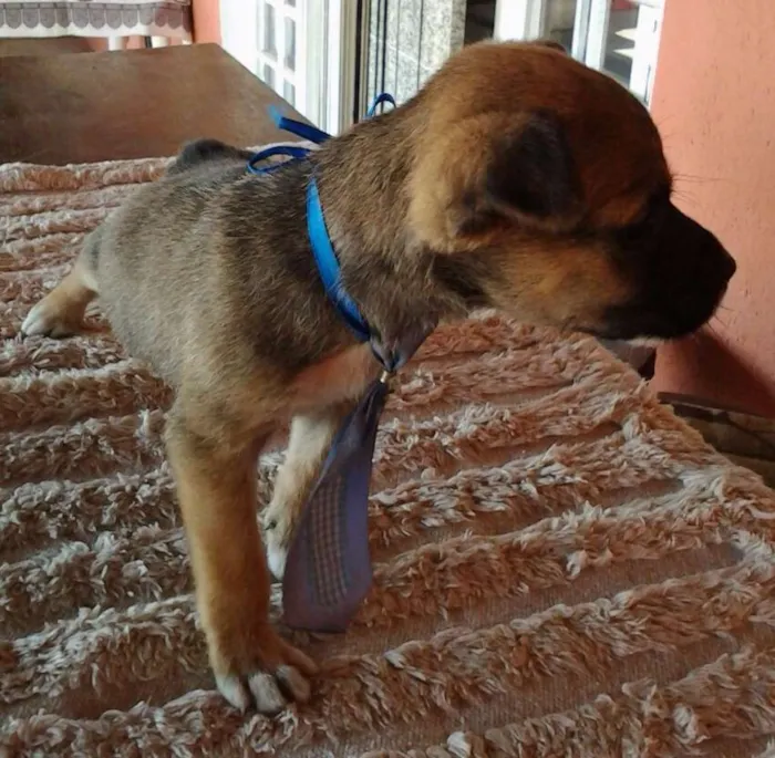 Cachorro ra a Desconhecida idade Abaixo de 2 meses nome Filhotes