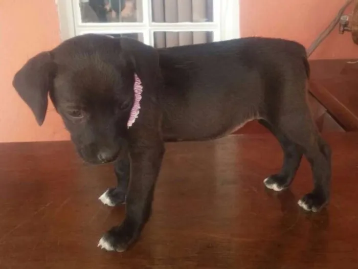 Cachorro ra a Desconhecida idade Abaixo de 2 meses nome Filhotes