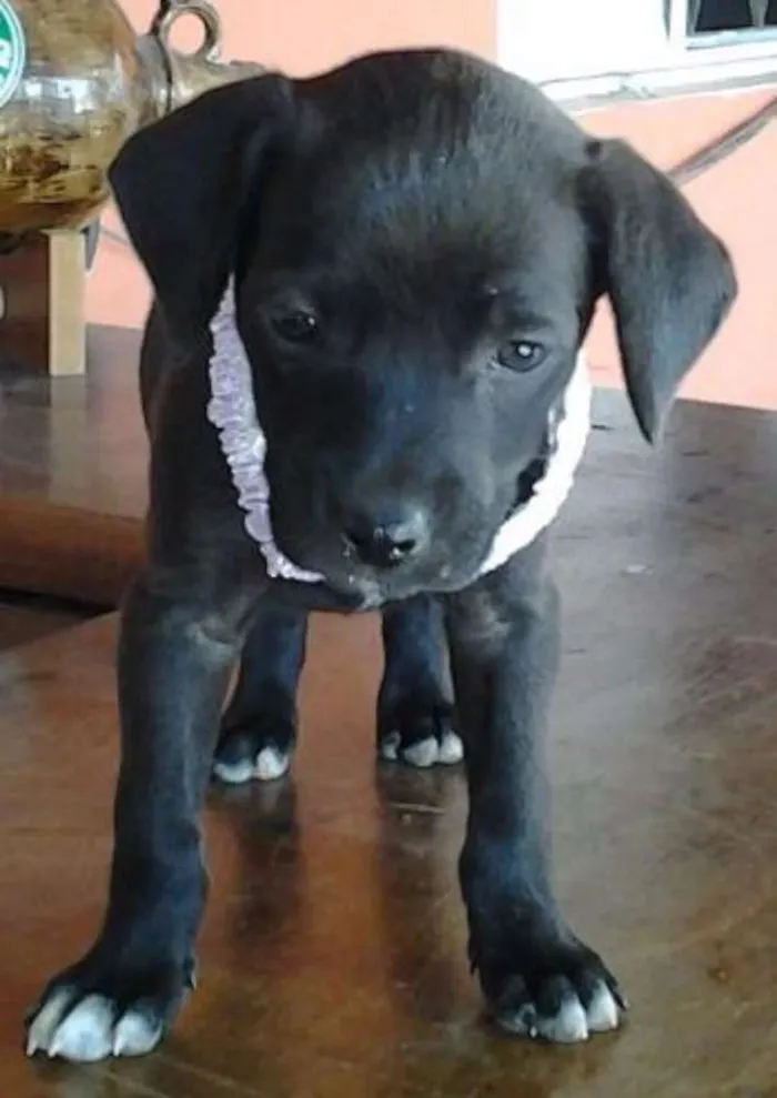 Cachorro ra a Desconhecida idade Abaixo de 2 meses nome Filhotes