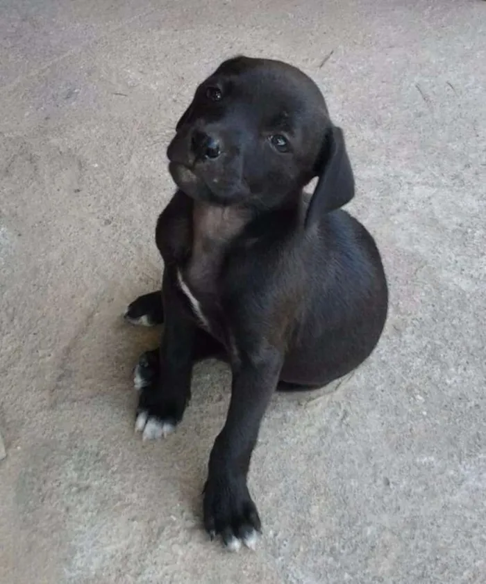Cachorro ra a Desconhecida idade Abaixo de 2 meses nome Filhotes