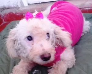 Cachorro raça SRD idade 1 ano nome Loirinha