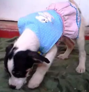 Cachorro raça SRD idade 2 a 6 meses nome Espivitada