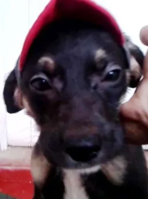 Cachorro raça SRD idade 2 a 6 meses nome Zoiudo