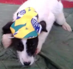 Cachorro raça SRD idade 2 a 6 meses nome Mutley