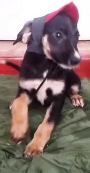 Cachorro raça SRD idade 2 a 6 meses nome Vale