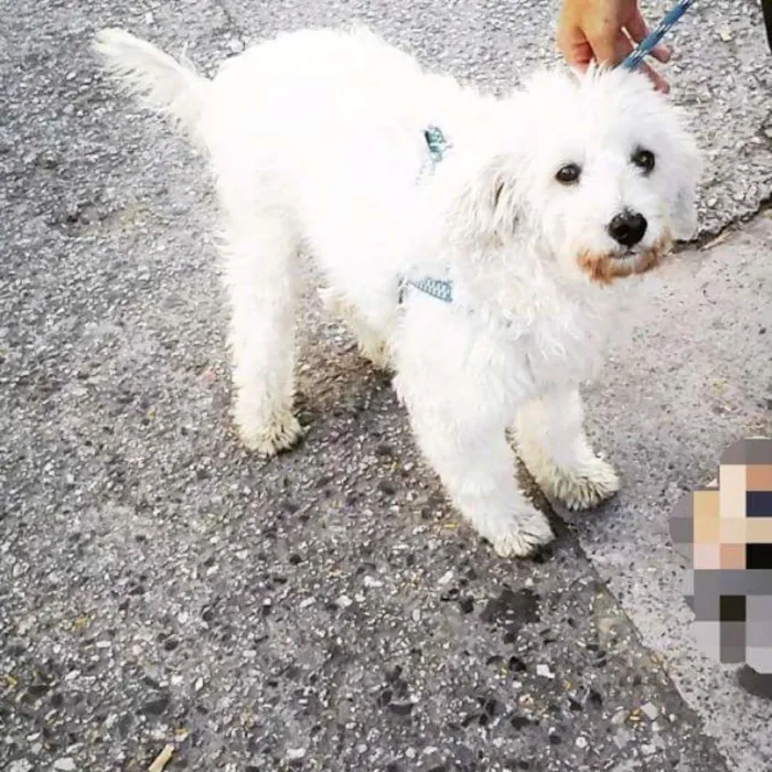 Cachorro ra a Poodle  idade  nome Caco