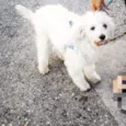 Caco