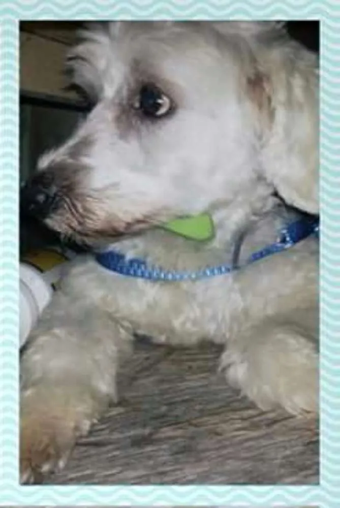 Cachorro ra a Poodle  idade  nome Caco
