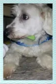 Caco