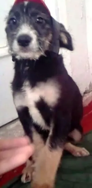 Cachorro raça SRD idade 2 a 6 meses nome Aloprado