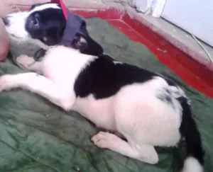 Cachorro raça SRD idade 2 a 6 meses nome Estabanado