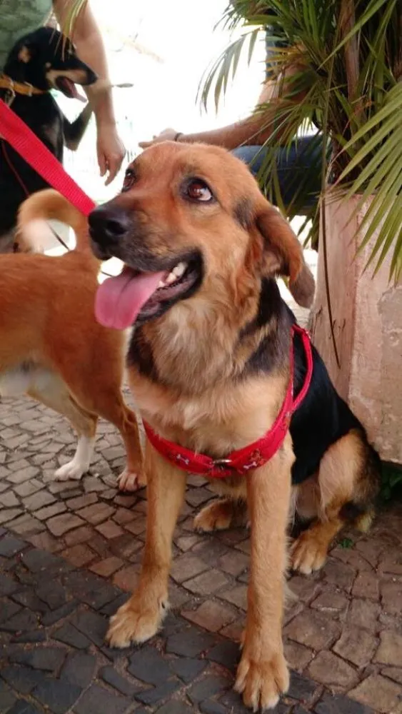 Cachorro ra a SRD idade 1 ano nome Guto