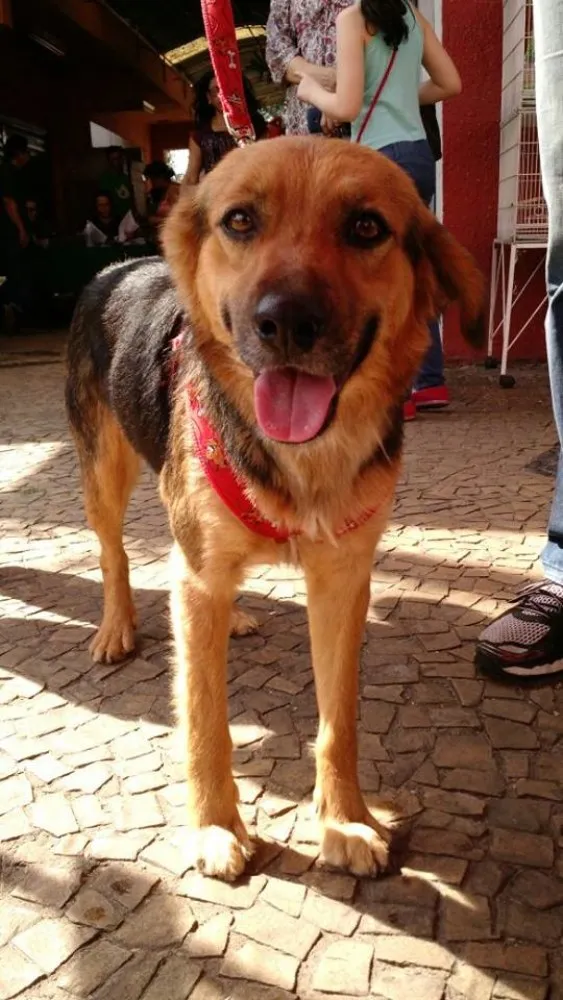 Cachorro ra a SRD idade 1 ano nome Guto