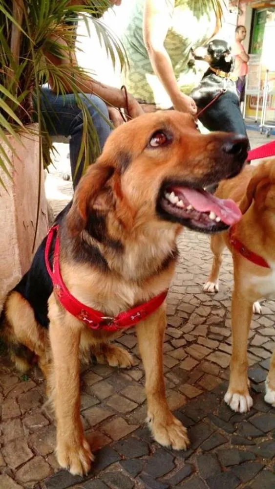 Cachorro ra a SRD idade 1 ano nome Guto