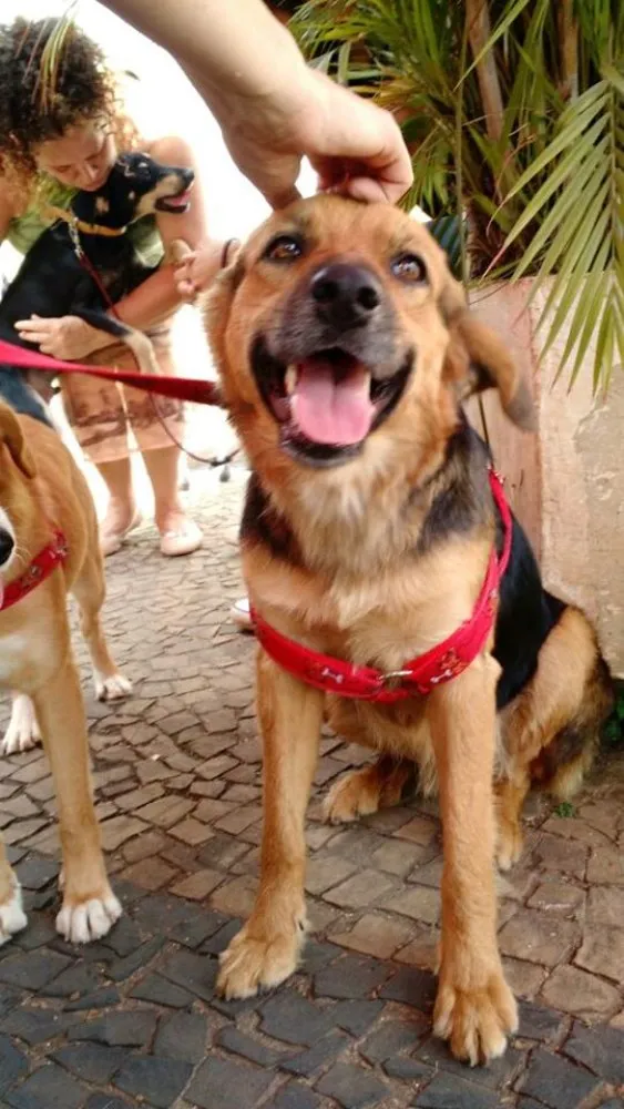 Cachorro ra a SRD idade 1 ano nome Guto