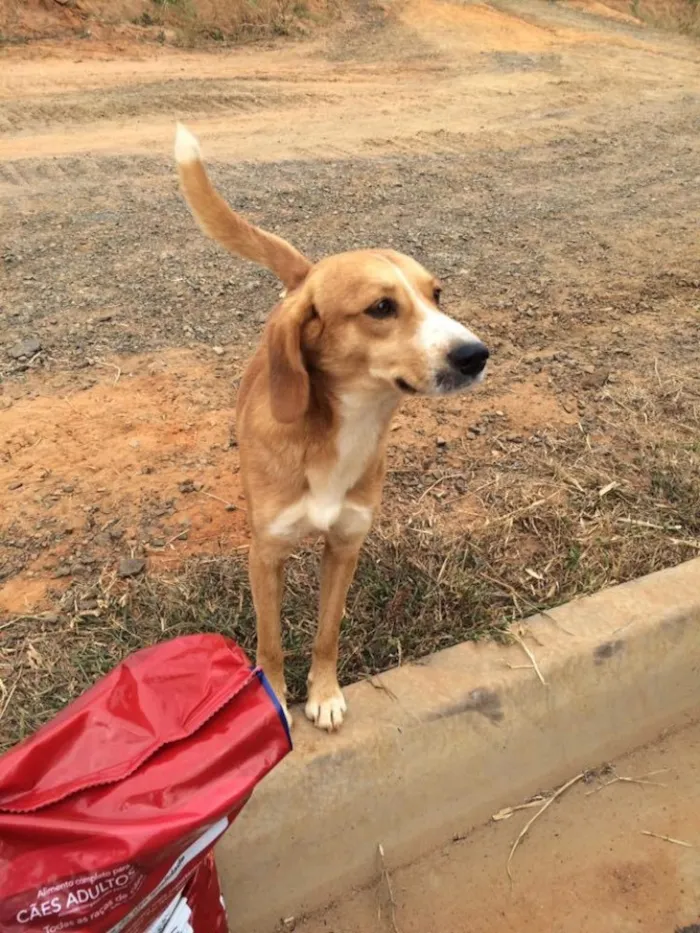 Cachorro ra a SRD idade 1 ano nome Tobias