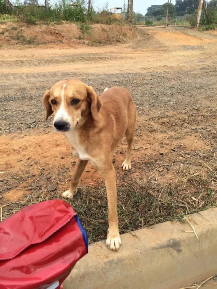 Cachorro ra a SRD idade 1 ano nome Tobias