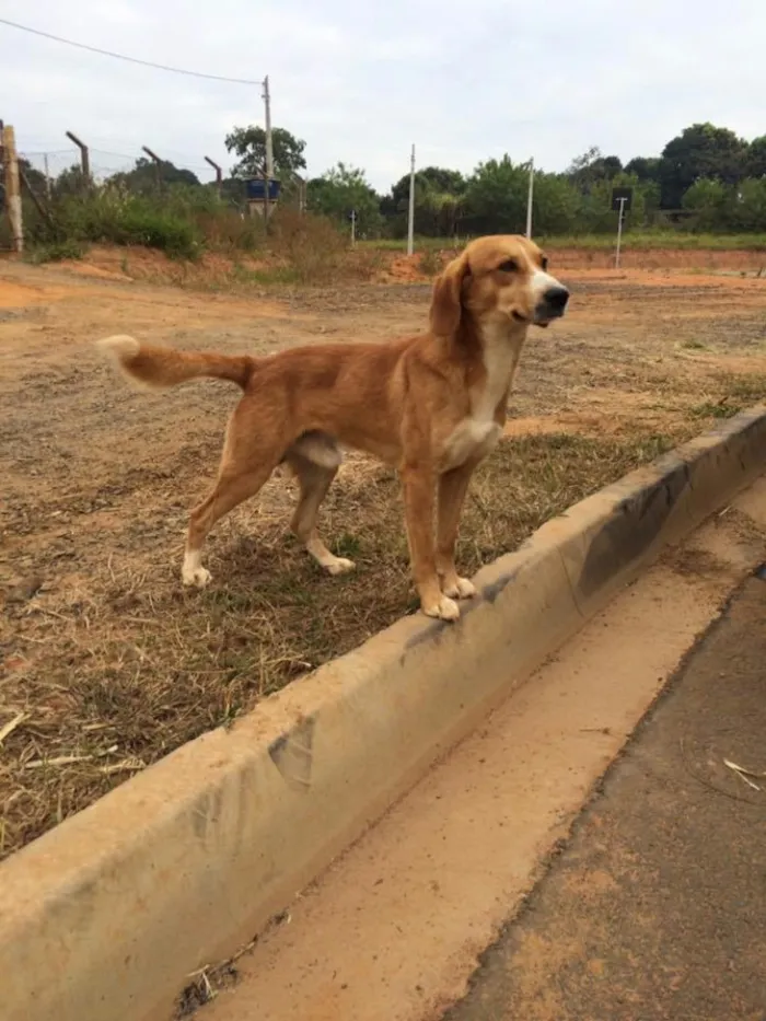 Cachorro ra a SRD idade 1 ano nome Tobias
