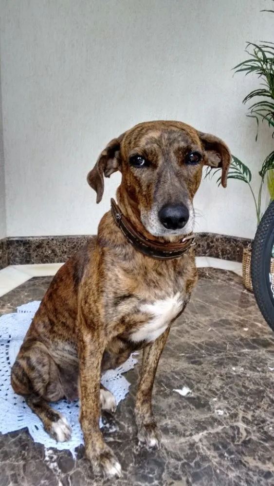Cachorro ra a SRD idade 1 ano nome Tigresa