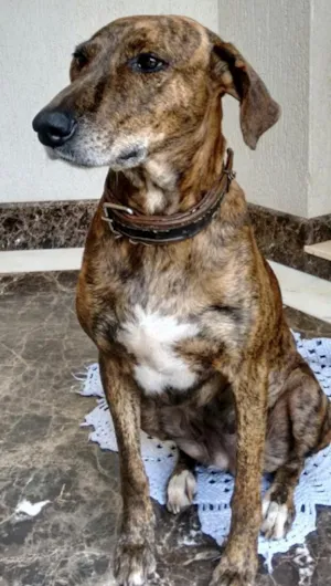 Cachorro raça SRD idade 1 ano nome Tigresa