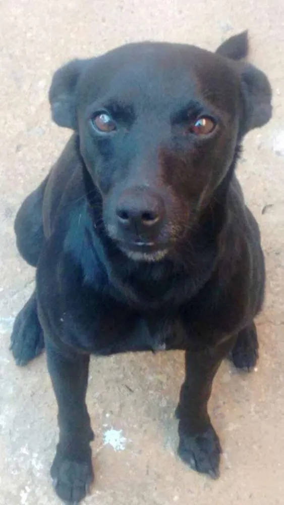 Cachorro ra a fox paulistina idade 3 anos nome neguin