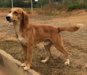 Cachorro raça SRD idade 1 ano nome Tobias