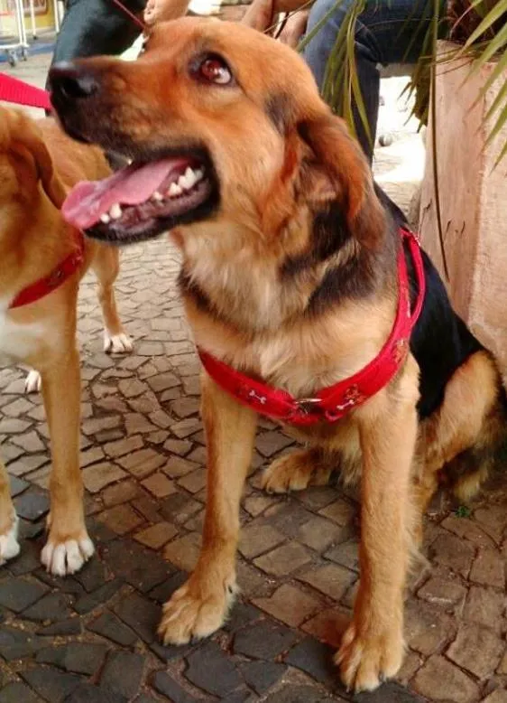 Cachorro ra a SRD idade 1 ano nome Guto