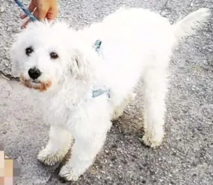 Cachorro raça Poodle  idade  nome Caco